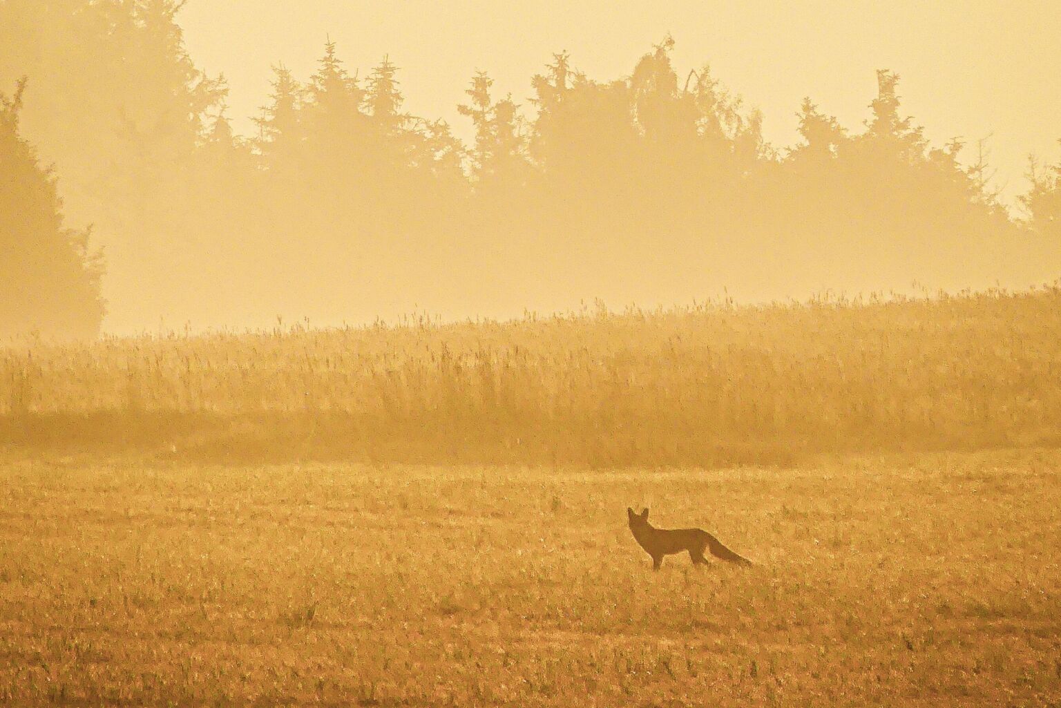 Fuchs am Morgen im Osterzgebirge